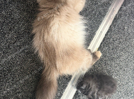 Himacoons - Himalayan/maincoon