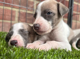Whippet puppys