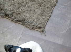 Jack russel