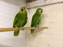 Breeding pair of orange winged amazons