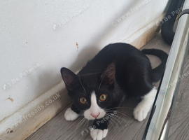 2 kittens