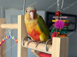 Yellow Green-Cheeked Conure - Partly Hand-Tame