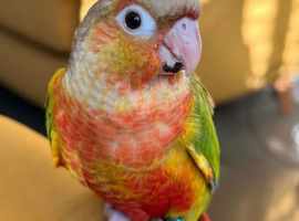 Silly tame hand reared Green cheeked conures