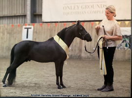 ASPC / amhr registered 5 yr old stallion