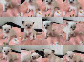 RAGDOLLS KITTENS /Reservation Open.
