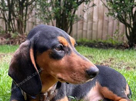 Guinness - 7 Month Dachshund