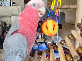 Rosie Roo