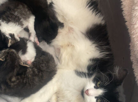 Maine coon x Turkish angora x Bombay