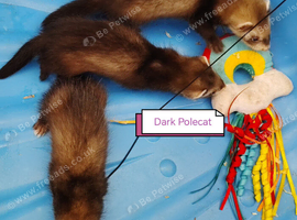 Angora ferret kits ready now