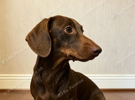 Miniature dachshund dog
