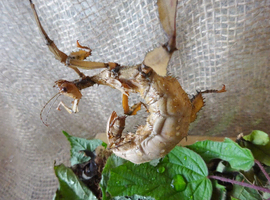 Extatosoma Tiaratum Giant Prickly Stick Insect Eggs 5-10