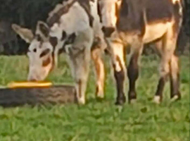 Hi I have to donkeys for sale