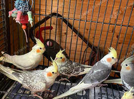 Cockatiels