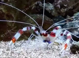 Salt water set up with fish