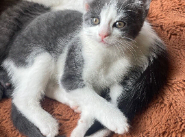2 kittens for sale
