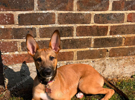 1.5 year Belgium malinios cross