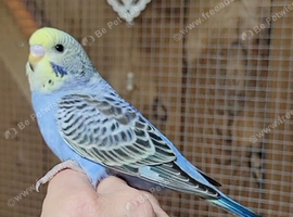 Baby budgies