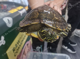 Stunning female River Cooter Turtle