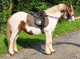 'Pretty Penny' 12hh 6 year old cob mare