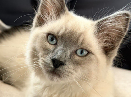 Ragdol kitten