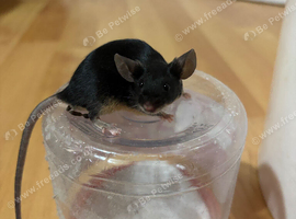 Mice