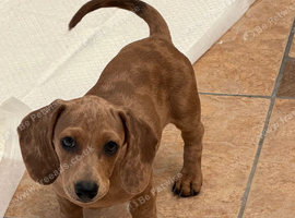 Daxie puppies