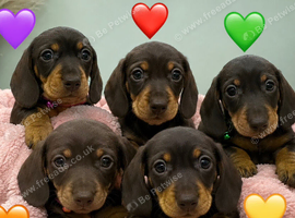 KC Miniature Dachshunds