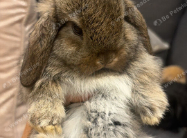 Lovely soft fluffy friendly mini lops