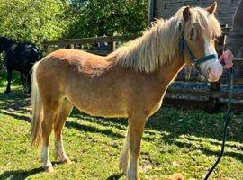 Handsome Young Pony/Gelding to Good Home