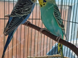 Pair of budgies