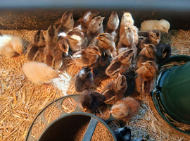 Day old creamlegbar female chicks