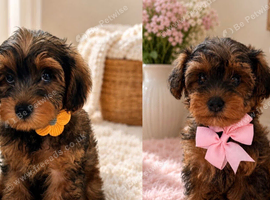Yorkiepoo