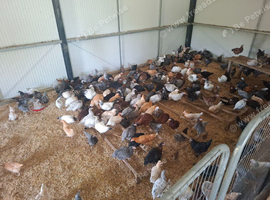 Point of lay hens