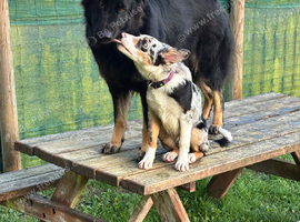 Blue Merle Border Collie