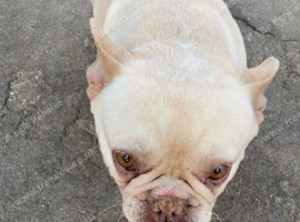 Pink rare French ball dog for sale