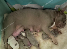 Male French bulldog pup