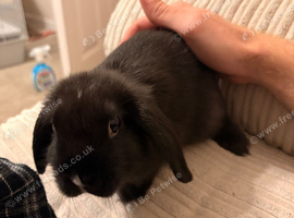 Baby black mini lop male