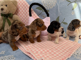 Miniature dachshund puppies