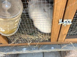 Netherland dwaft female white