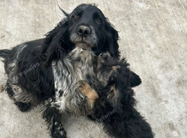 Beautiful Cockerpoo cross puppies