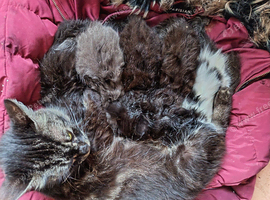 Main coon cross