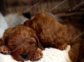 Mahogany red F1 cavapoo pups