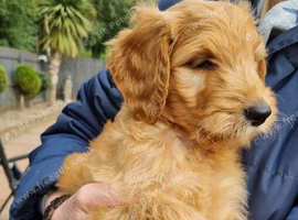 LAST Fox Red Girl! LAST 2 GOLDENDOODLE BOY PUPPIES