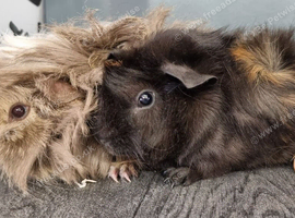 Beautiful Baby guinea pigs for sale