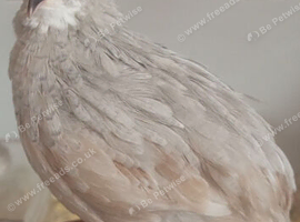 Male button quail