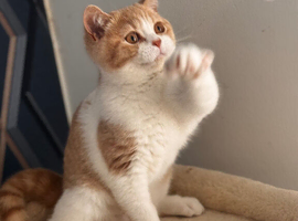 Gorgeous British shorthair,LAST KITTEN AVAILABLE