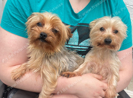 X2 Beautiful Yorkshire terrier Girls