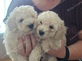 Toy poodle pups
