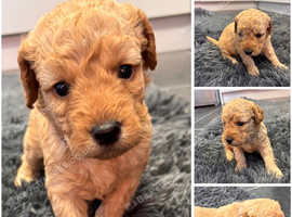 Beautiful miniature golden doodles