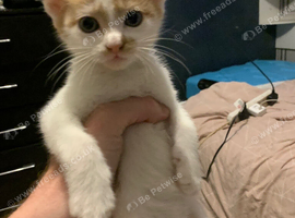 Kittens for sale